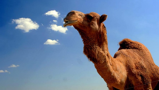 Camel
