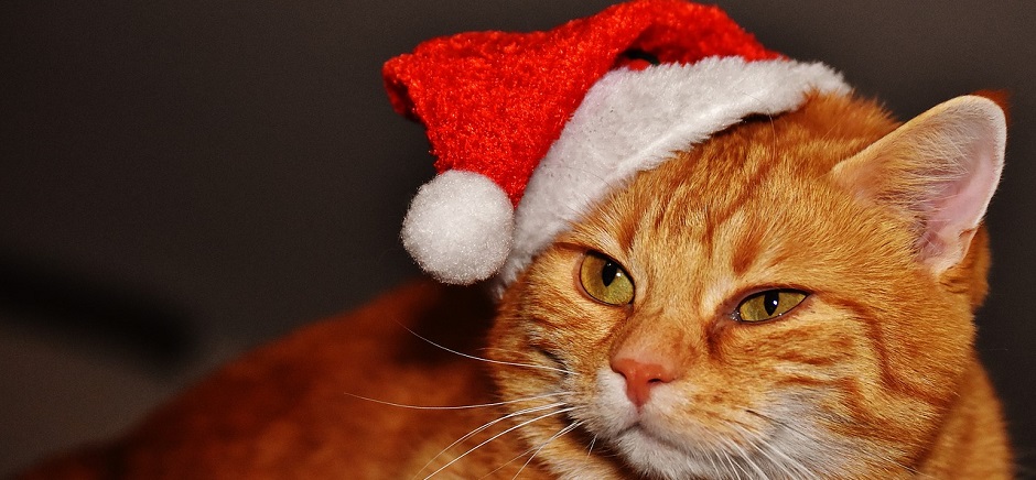 Relieving stress for pets at Christmas