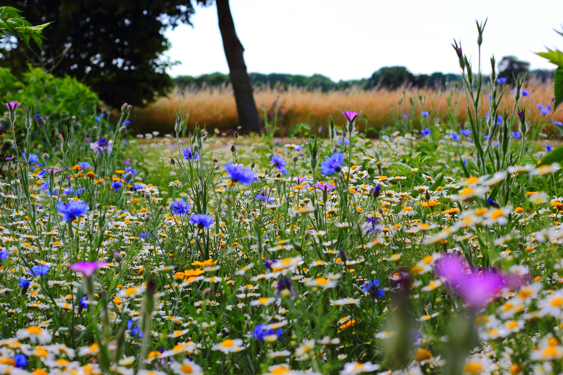 selective focus photo of blue and white flowers field