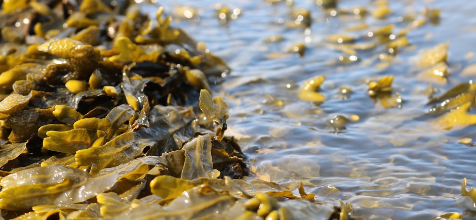 Benefits of seaweed for your health by Belle About Town